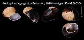 To NMNH Extant Collection (Helicophanta gargantua Emberton, 1999    USNM 880368)