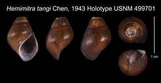 To NMNH Extant Collection (Hemimitra tangi Chen, 1943    USNM 499701)