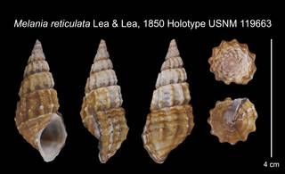 To NMNH Extant Collection (Melania reticulata Lea & Lea, 1850    USNM 119663)