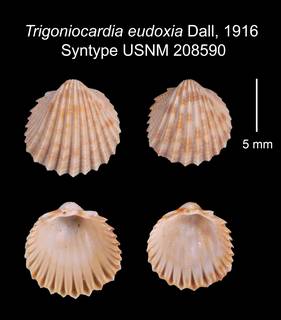 To NMNH Extant Collection (Trigoniocardia eudoxia Dall, 1916    USNM 208590)