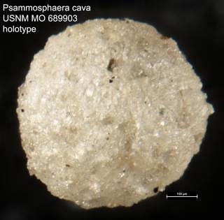 To NMNH Paleobiology Collection (Psammosphaera cava USNM MO 689903 holotype)
