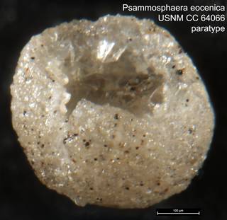 To NMNH Paleobiology Collection (Psammosphaera eocenica USNM CC 64066 paratype)