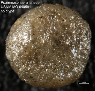 To NMNH Paleobiology Collection (Psammosphaera janeae USNM MO 640591 holotype)