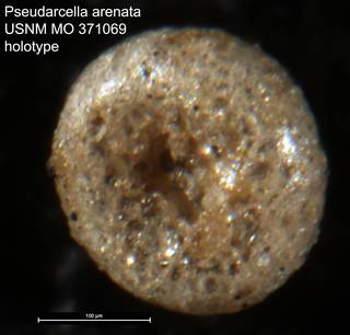 To NMNH Paleobiology Collection (Pseudarcella arenata USNM MO 371069 holotype)