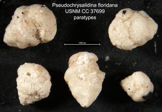 To NMNH Paleobiology Collection (Pseudochrysalidina floridana USNM CC 37699 paratypes)