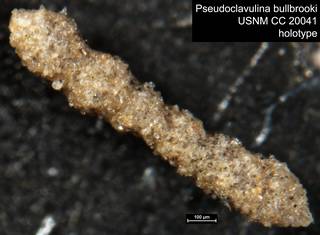 To NMNH Paleobiology Collection (Pseudoclavulina bullbrooki USNM CC 20041 holotype)