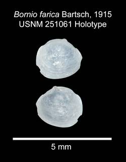 To NMNH Extant Collection (IZ MOL 251061 Holotype valve)
