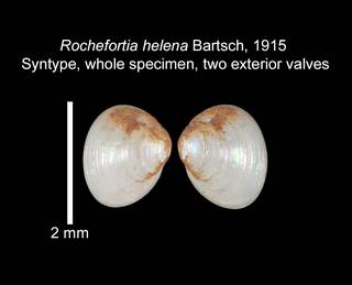 To NMNH Extant Collection (IZ MOL 187193 Syntype whole specimen)