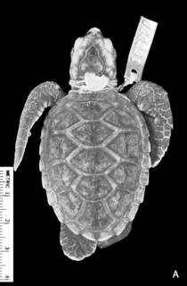 To NMNH Extant Collection (USNM 163069 fig 2a)