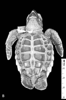 To NMNH Extant Collection (USNM 163069 fig 2b)