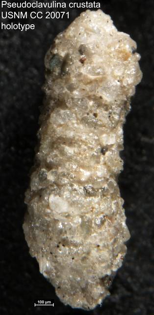 To NMNH Paleobiology Collection (Pseudoclavulina crustata USNM CC 20071 holotype)
