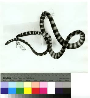 To NMNH Extant Collection (USNM 72229 lateral print 001 (AR502680))