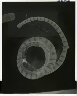 To NMNH Extant Collection (USNM 36637 lateral film (AR502715))