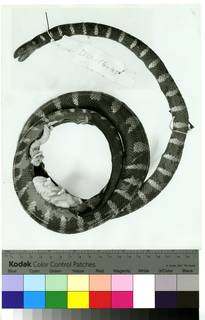 To NMNH Extant Collection (USNM 36637 lateral print 001 (AR502715))