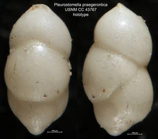 To NMNH Paleobiology Collection (Pleurostomella praegerontica USNM CC 43767 holotype)