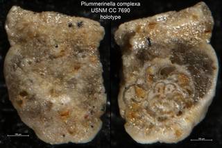 To NMNH Paleobiology Collection (Plummerinella complexa USNM CC 7690 holotype)