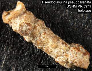 To NMNH Paleobiology Collection (Pseudoclavulina pseudoarenata USNM PR 3971 holotype)