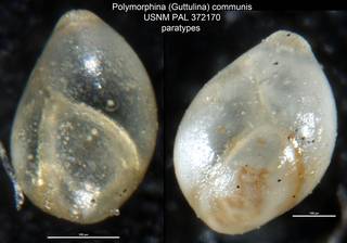 To NMNH Paleobiology Collection (Polymorphina (Guttulina) communis USNM PAL 372170 paratypes)