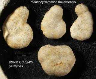 To NMNH Paleobiology Collection (Pseudocyclammina bukowiensis USNM CC 59424 paratypes)