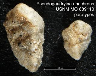 To NMNH Paleobiology Collection (Pseudogaudryina anachrons USNM MO 689110 paratypes)