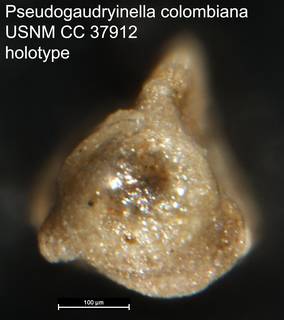 To NMNH Paleobiology Collection (Pseudogaudryinella colombiana USNM CC 37912 holotype 2)