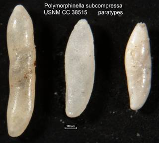 To NMNH Paleobiology Collection (Polymorphinella subcompressa USNM CC 38515 paratypes)