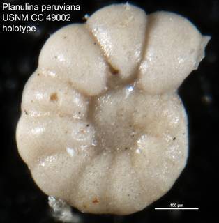 To NMNH Paleobiology Collection (Planulina peruviana USNM CC 49002 holotype)