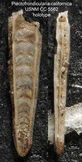 To NMNH Paleobiology Collection (Plectofrondicularia californica USNM CC 5562 holotype)