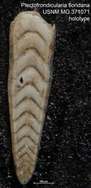 To NMNH Paleobiology Collection (Plectofrondicularia floridana USNM MO 371071 holotype)