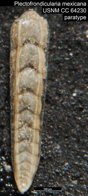 To NMNH Paleobiology Collection (Plectofrondicularia mexicana USNM CC 64230 paratype close up)