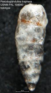 To NMNH Paleobiology Collection (Pseudoglandulina traphera USNM PAL 104990 holotype)
