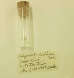 To NMNH Extant Collection (USNM 1478791)