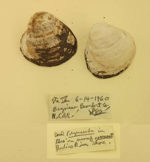 To NMNH Extant Collection (USNM 1479058)