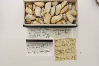 To NMNH Extant Collection (USNM 1479088-2)