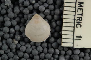 To NMNH Paleobiology Collection (USNM MO 550027 Liothyrella uva antarctica - pedicale valve)