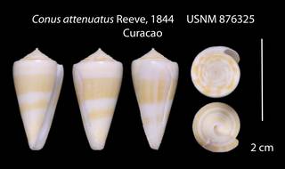 To NMNH Extant Collection (Conus attenuatus  USNM 876325)