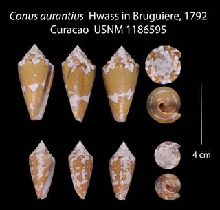 To NMNH Extant Collection (Conus aurantius  USNM 1186595)