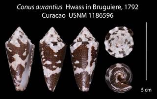 To NMNH Extant Collection (Conus aurantius USNM 1186596)