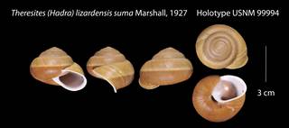 To NMNH Extant Collection (Theresites (Hadra) lizardensis suma    USNM 99994)