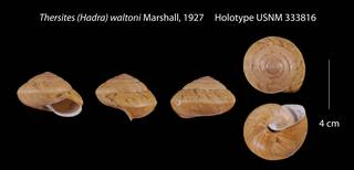 To NMNH Extant Collection (Thersites (Hadra) waltoni    USNM 333816)