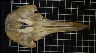 To NMNH Extant Collection (MMP USNM 276366 Berardius sp - skull - dorsal view)