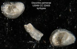 To NMNH Paleobiology Collection (Discorbis palmerae USNM CC 22405 syntypes)