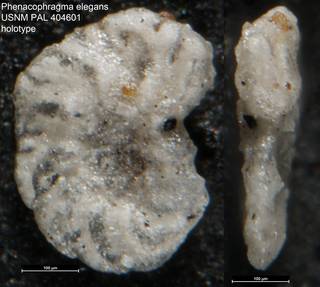 To NMNH Paleobiology Collection (Phenacophragma elegans USNM PAL 404601 holotype)