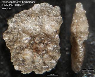To NMNH Paleobiology Collection (Phenacophragma beckmanni USNM PAL 404597 holotype)