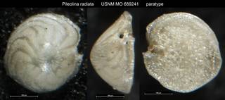 To NMNH Paleobiology Collection (Pileolina radiata USNM MO 689241 paratype)