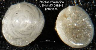 To NMNH Paleobiology Collection (Pileolina zealandica USNM MO 689242 paratypes)