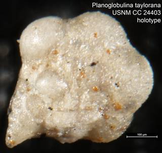 To NMNH Paleobiology Collection (Planoglobulina taylorana USNM CC 24403 holotype v2)