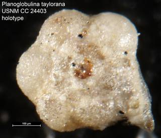 To NMNH Paleobiology Collection (Planoglobulina taylorana USNM CC 24403 holotype v1)