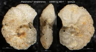 To NMNH Paleobiology Collection (Planomalina ? almadenensis USNM CC 58517 holotype)