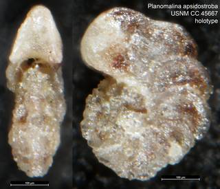 To NMNH Paleobiology Collection (Planomalina apsidostroba USNM CC 45667 holotype)